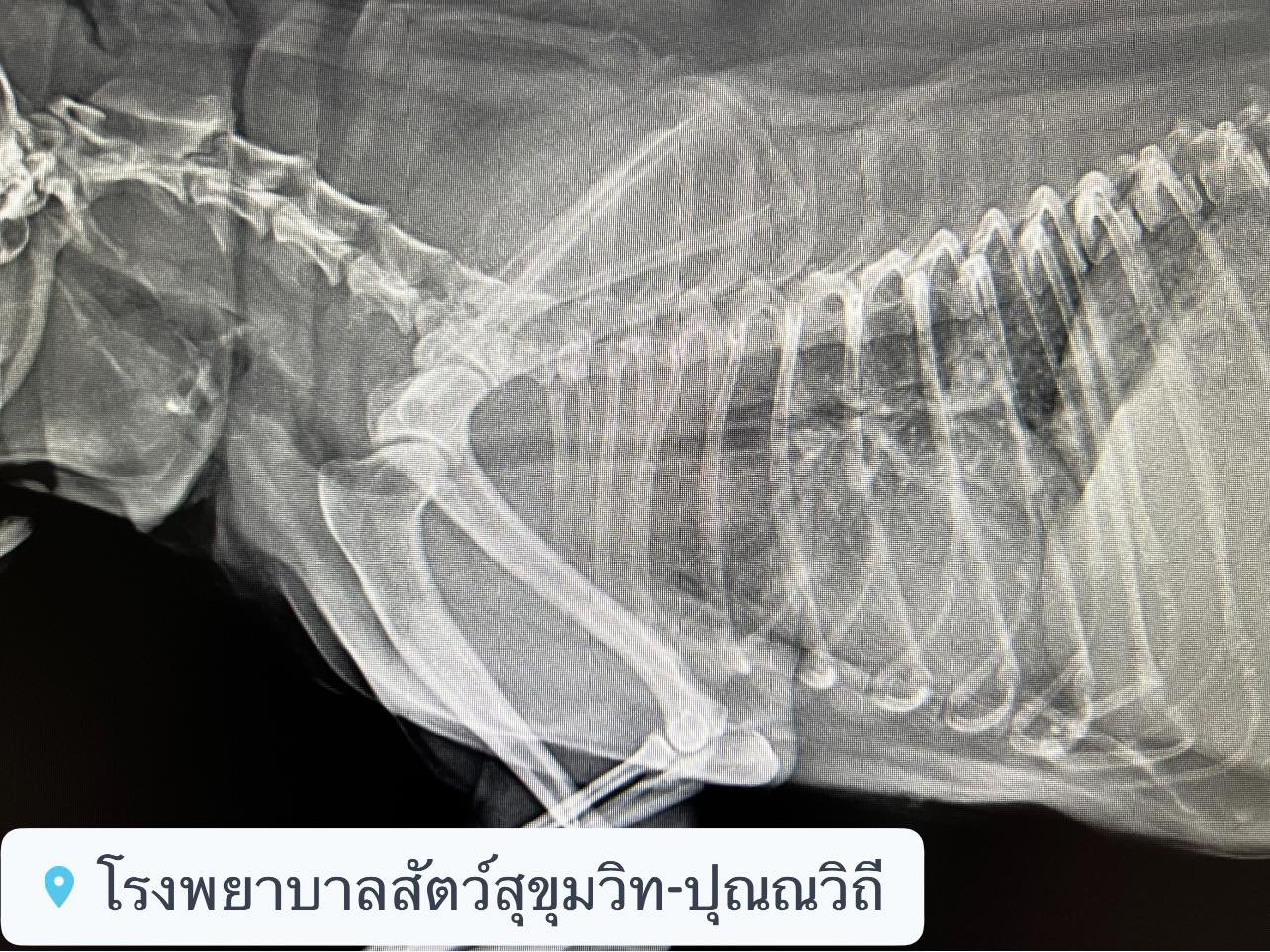 น้องสุนัขมีอาการหายใจลำบาก