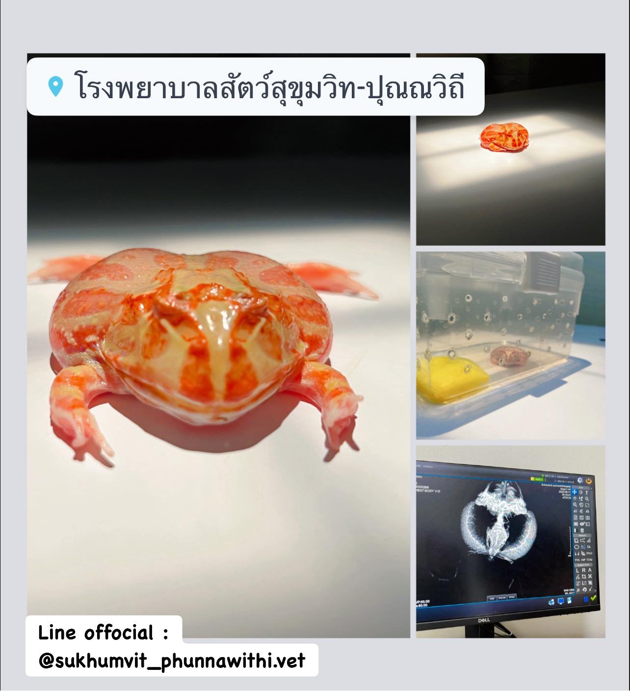 กบฮอร์นฟรอก มีอาการบวมน้ำ กบฮอร์นฟรอก มีอาการบวมน้ำ