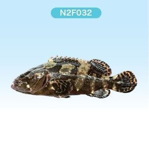 Frozen Pearl Grouper ( N2FRESH BRAND )