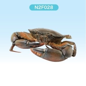 Frozen black crab ( N2FRESH BRAND )