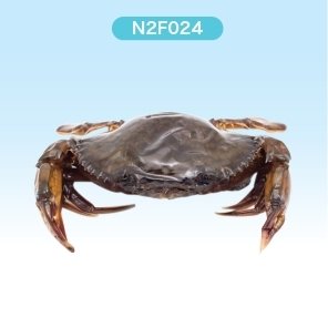 Frozen Soft-shell crab