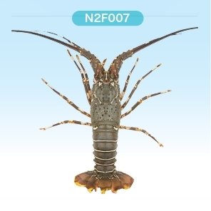 Frozen lobster ( N2FRESH BRAND )