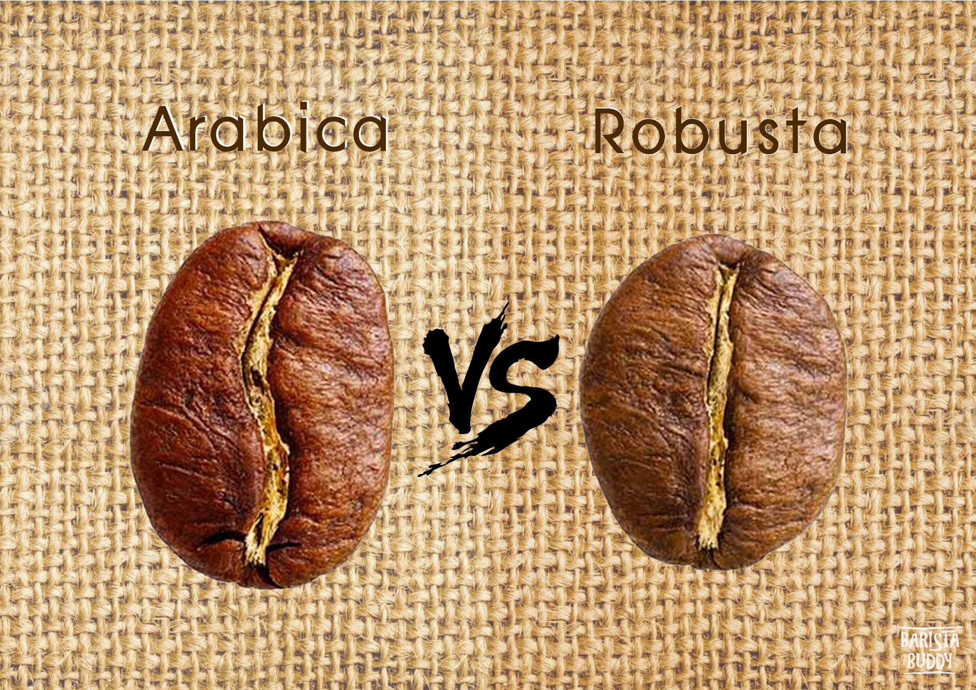 ความแตกต่างของ อราบิกัา (Arabica) และ โรบัสต้า (Robusta)