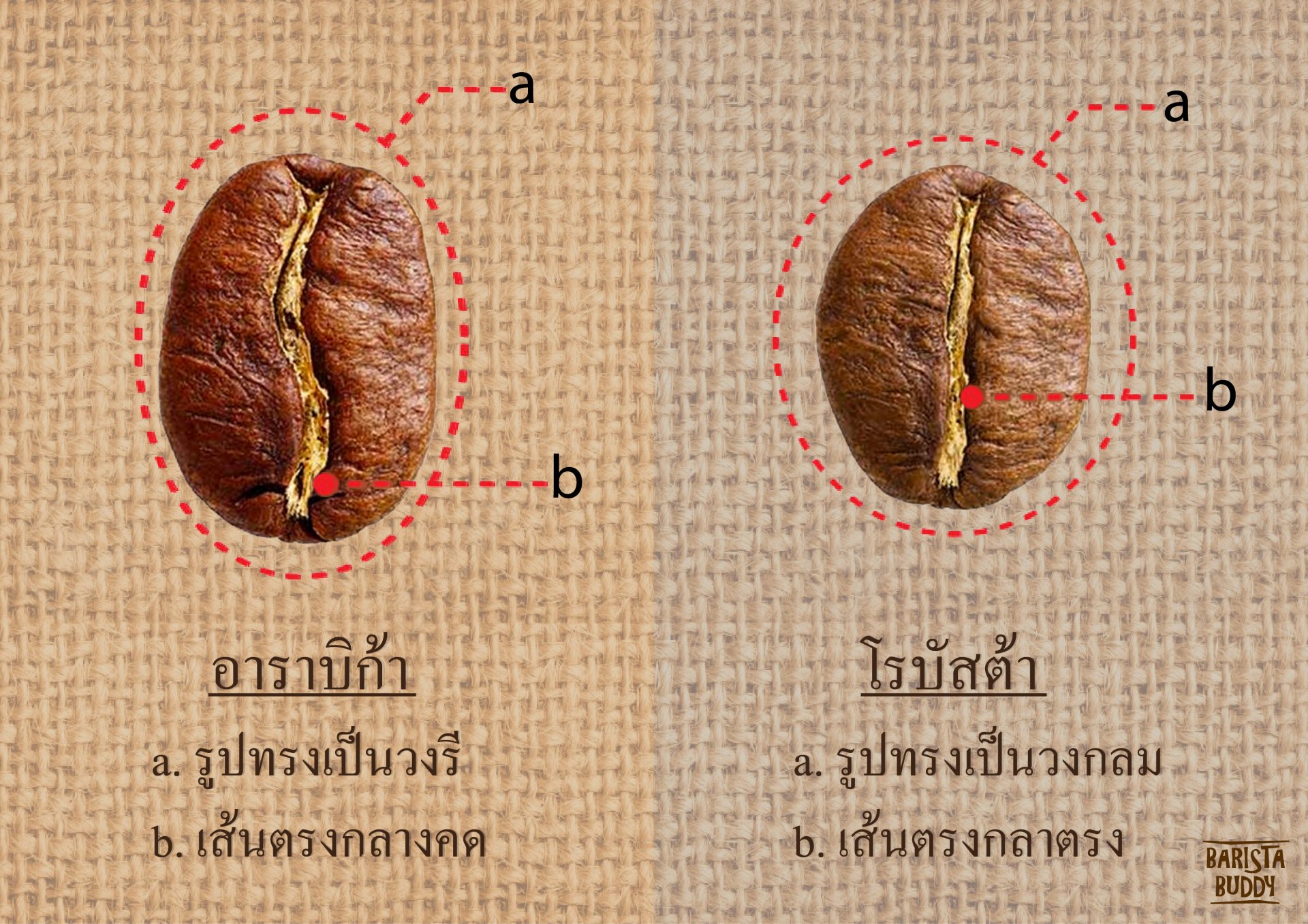 ความแตกต่างทางด้านรูปทรงและลักษณะของ arabica และ robusta