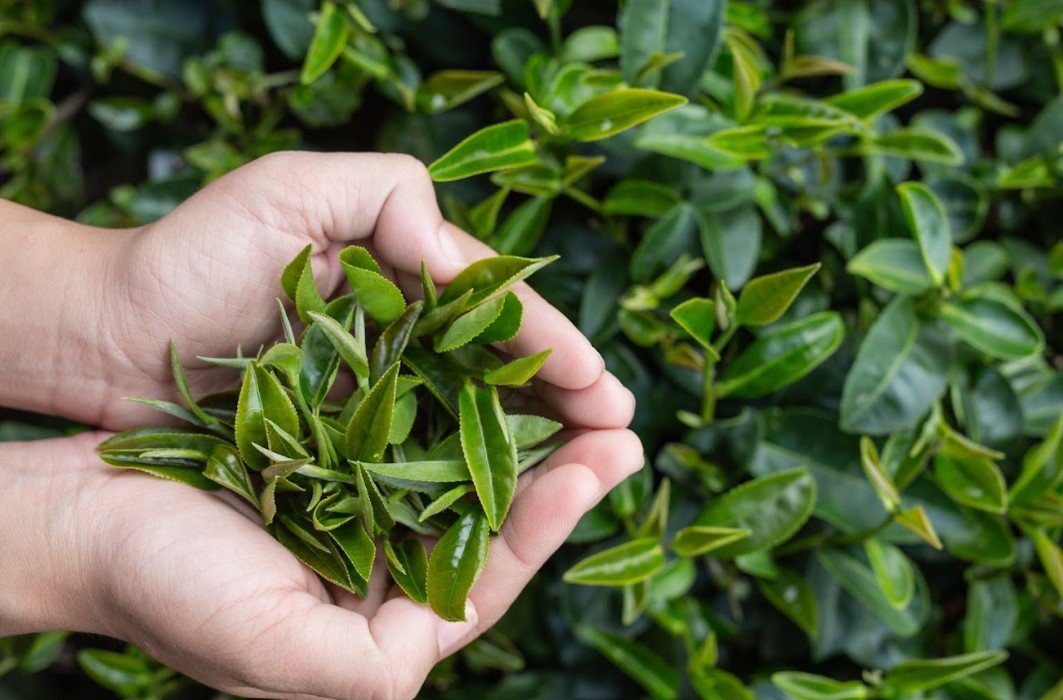 ชาเขียว (Green Tea) คืออะไร? ทำไมถึงได้รับความนิยม