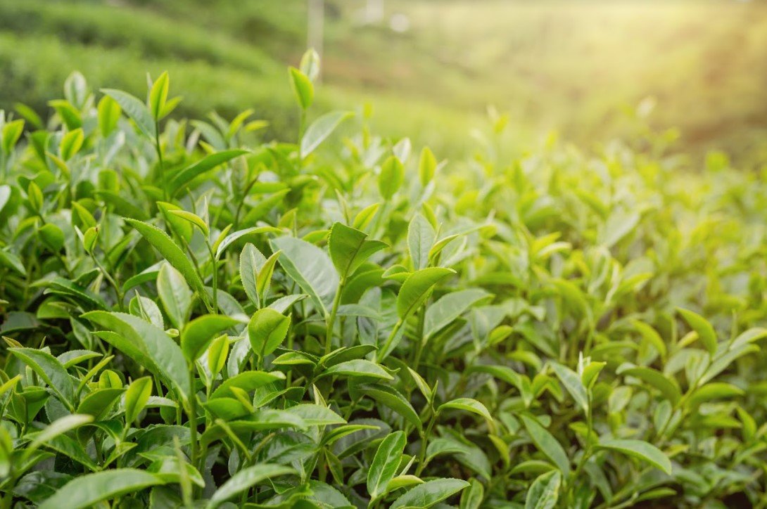 ประวัติชาเขียว