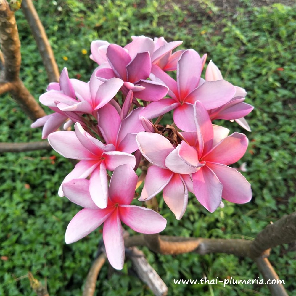 Plumeria plant P25