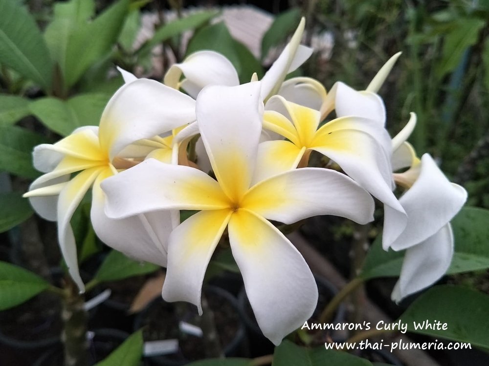Plumeria plant AMMARON'S CURLY WHITE