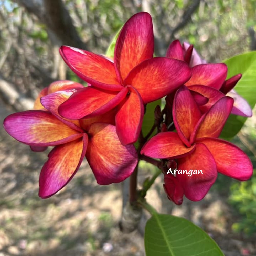 Plumeria Arangan