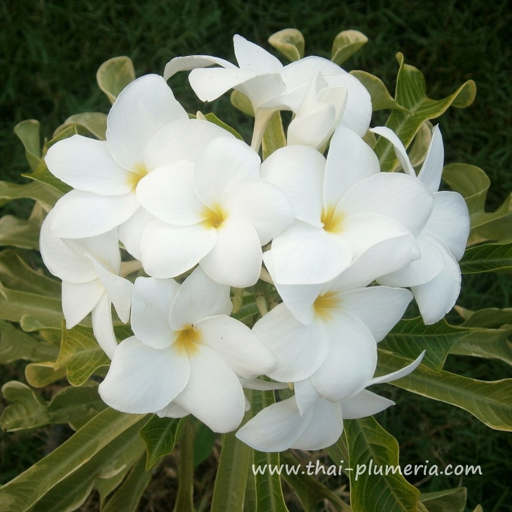 Variegated Plumeria plant ARROW