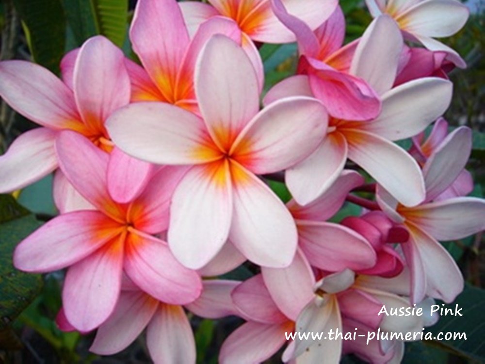 Aussie Pink plumeria