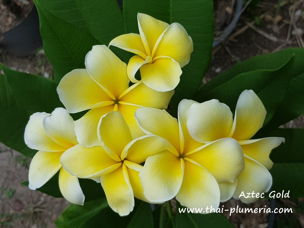 Yellow Plumeria 2024 AZTEC GOLD live plant