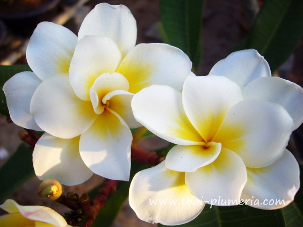 Bali Whirl Plumeria