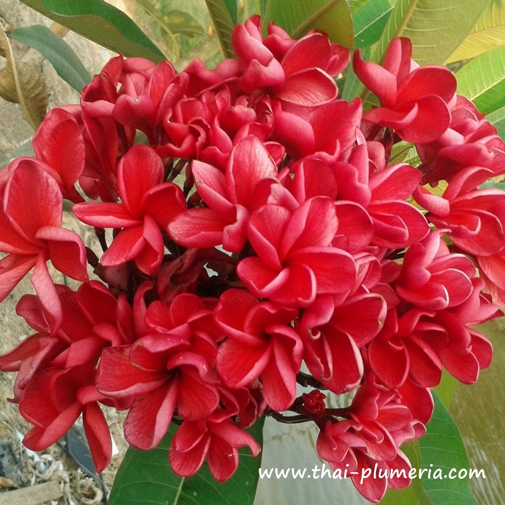 delivery plant gift A Happy Hello | Potted Plant Gift