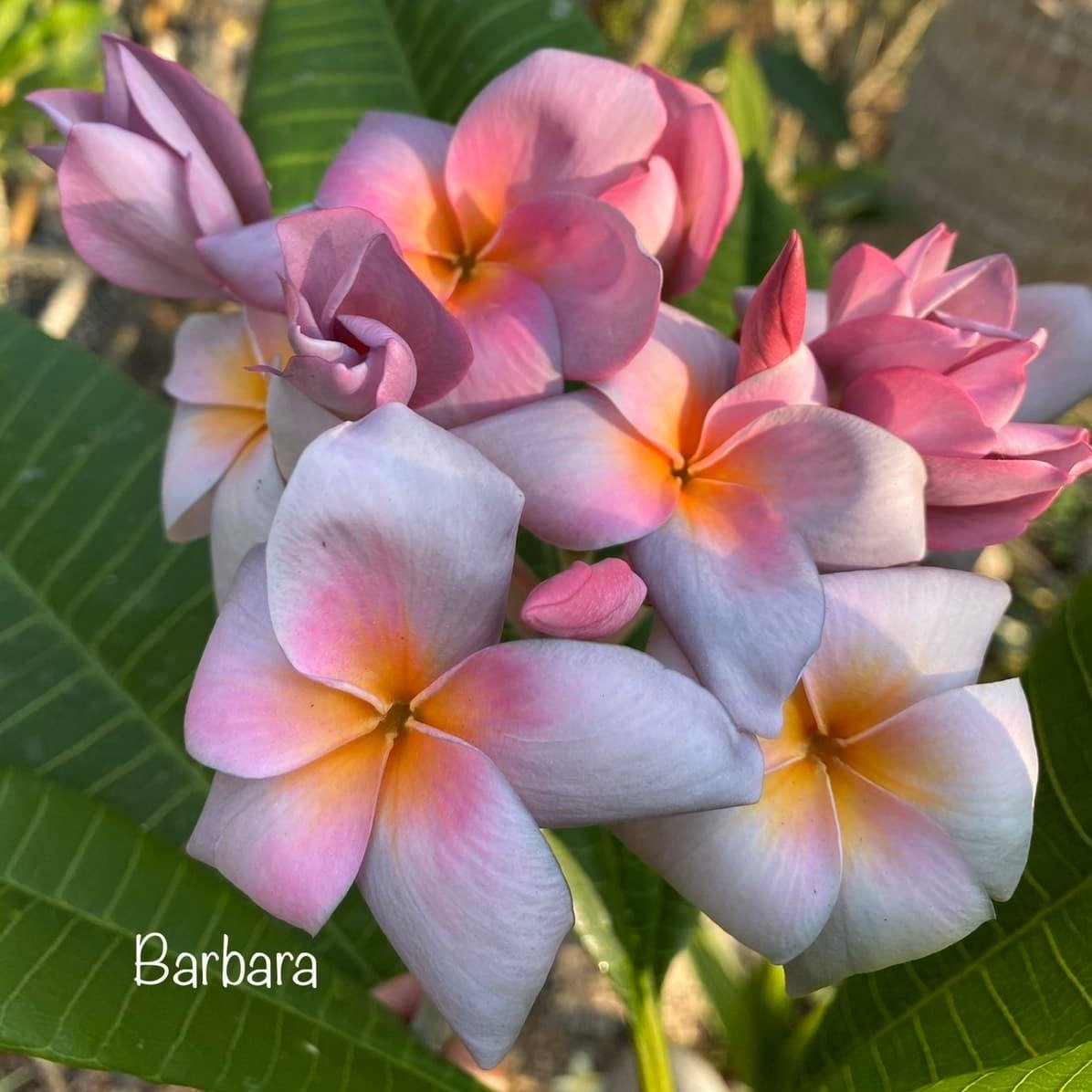 cap plant Malvaviscus drummondii Big Momma main image 0