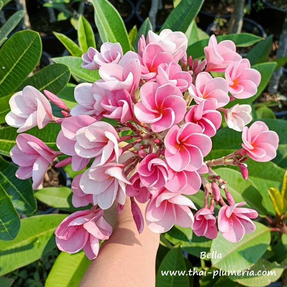 Plumeria plant BELLA Large bloom!
