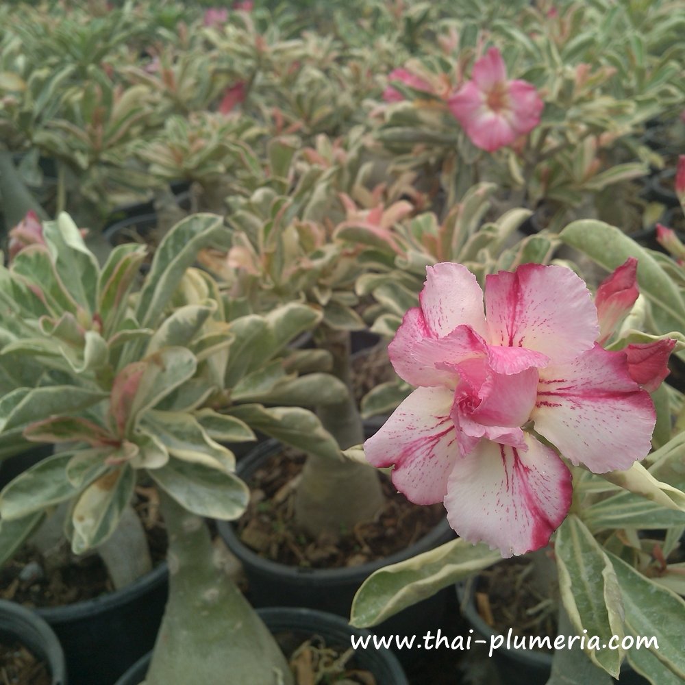 Variegated Adenium BEST OF SIAM plant