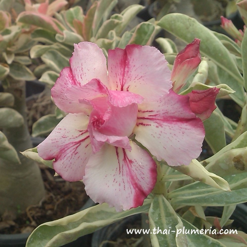 Variegated Adenium BEST OF SIAM plant