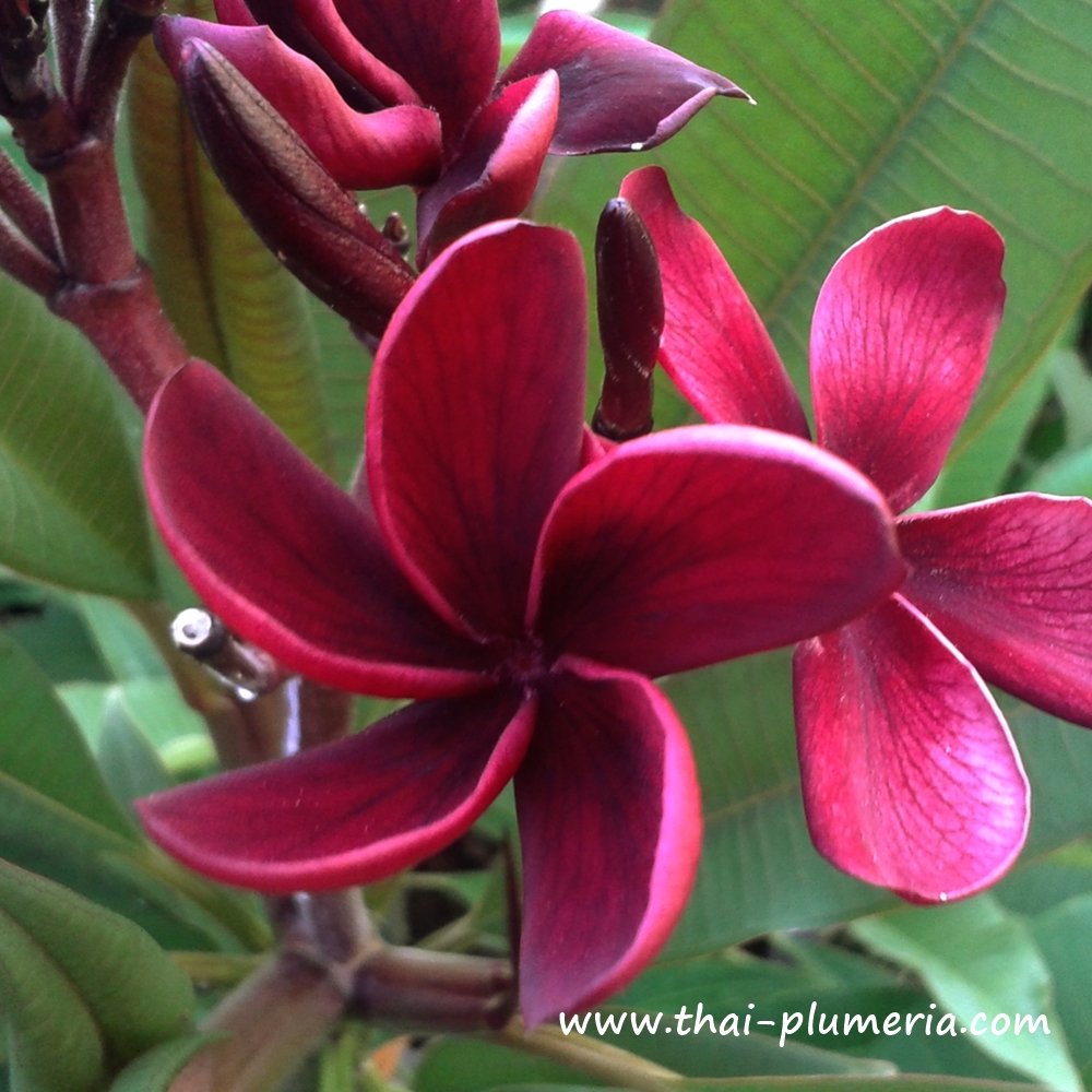 Plumeria plant BLACK WIDOW