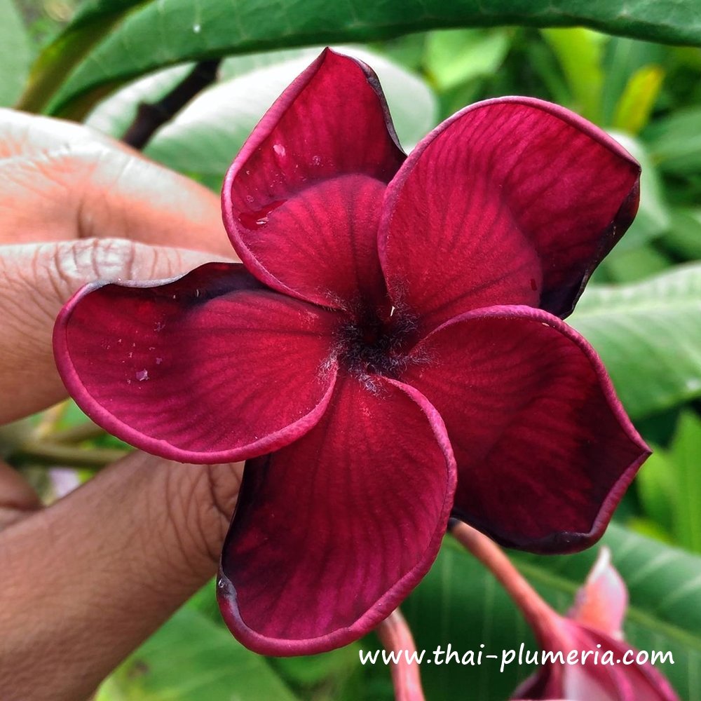 Plumeria BLACK TIGER