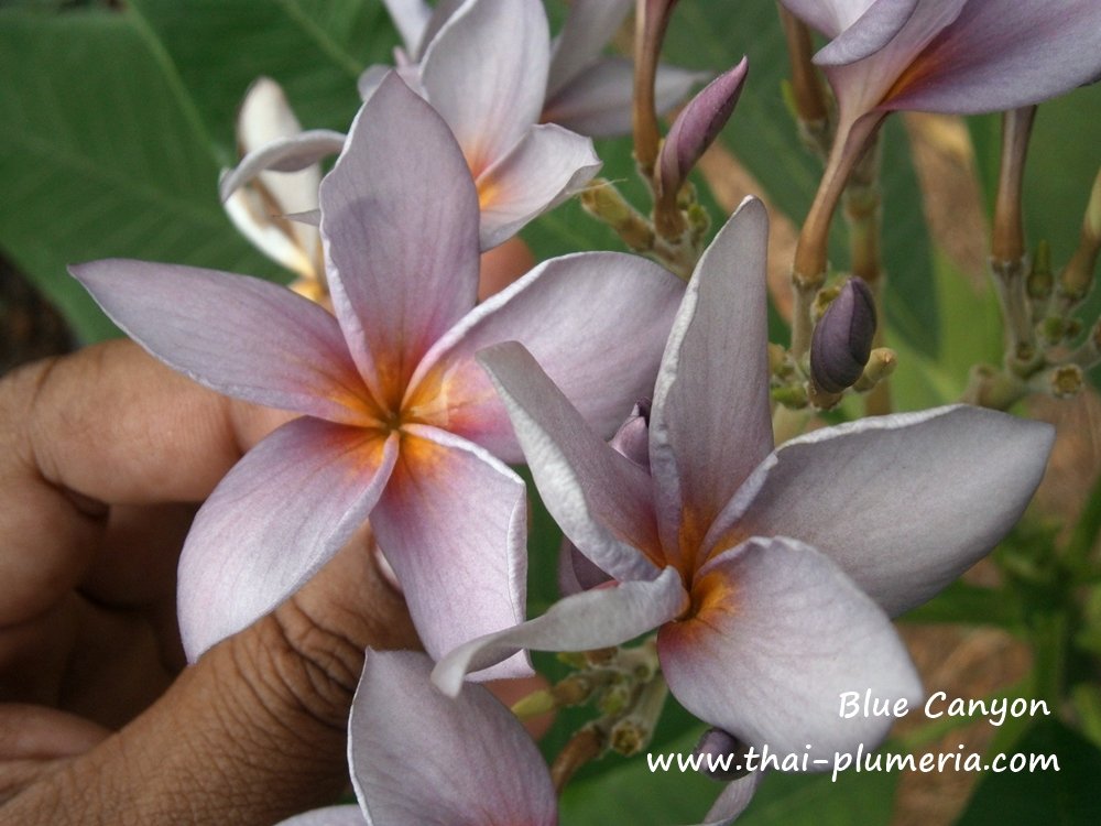 Plumeria plant BLUE CANYON