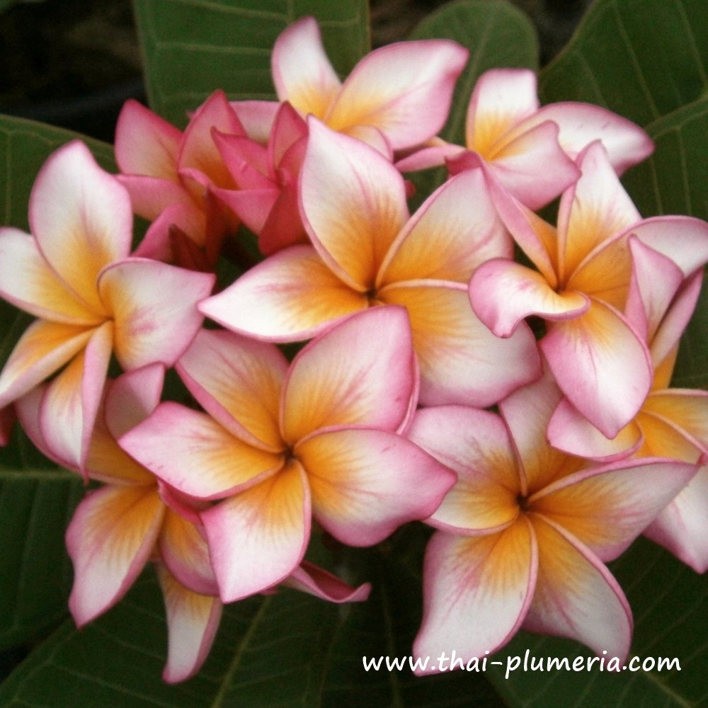 Plumeria plant BUTTERFLY WING