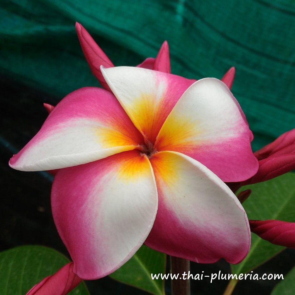 Plumeria plant CANDY PINK
