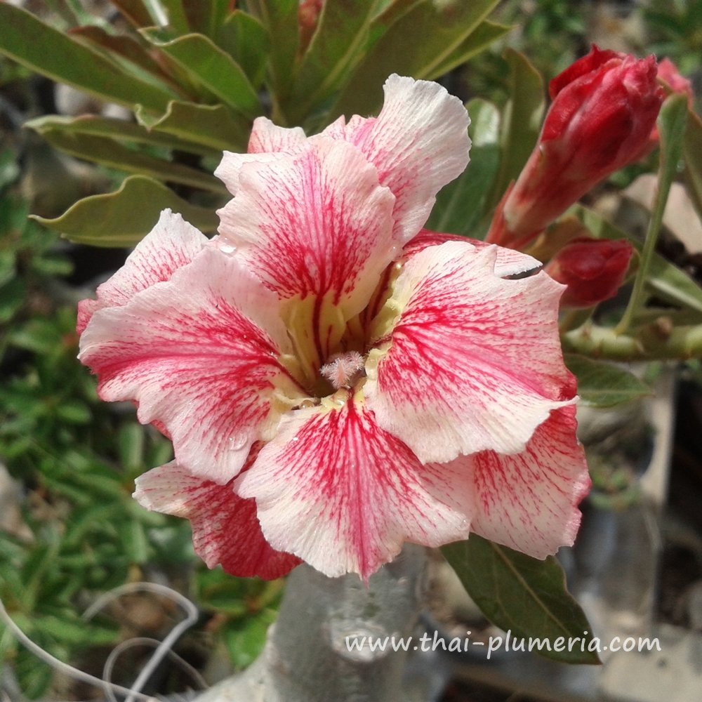 Adenium CHOCOLATE plant