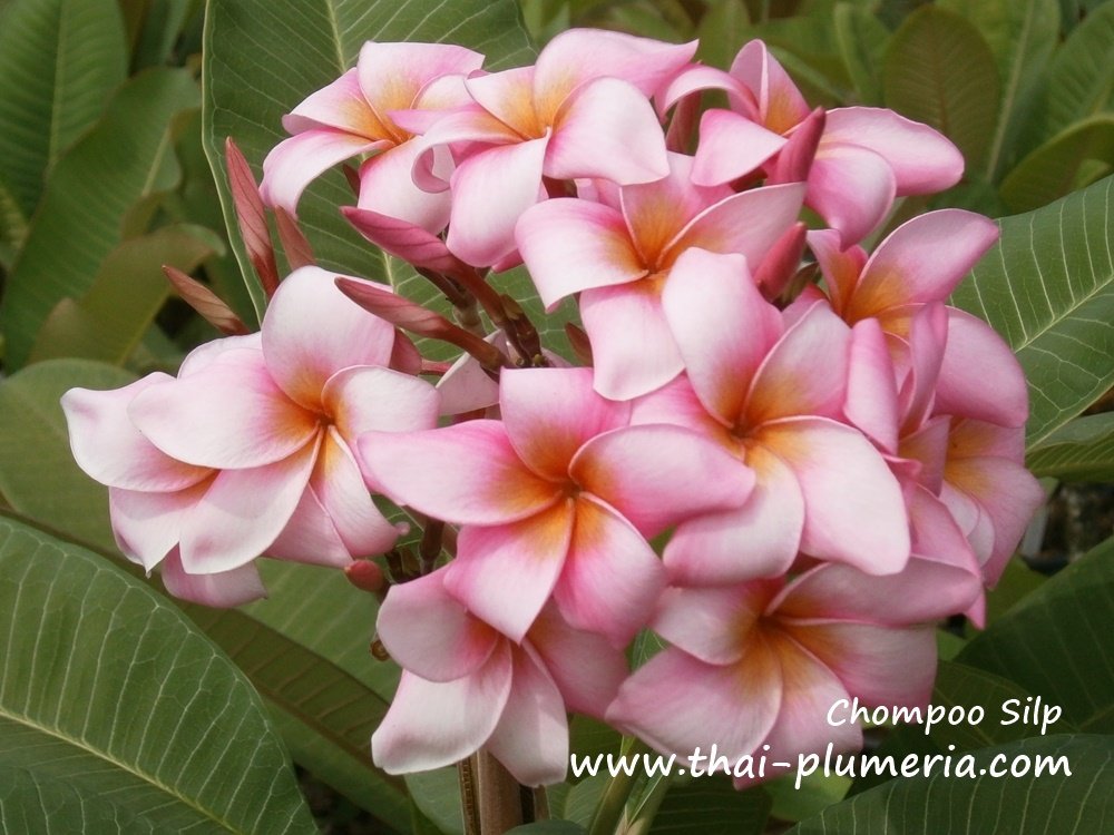 Plumeria seeds CHOMPOO SILP