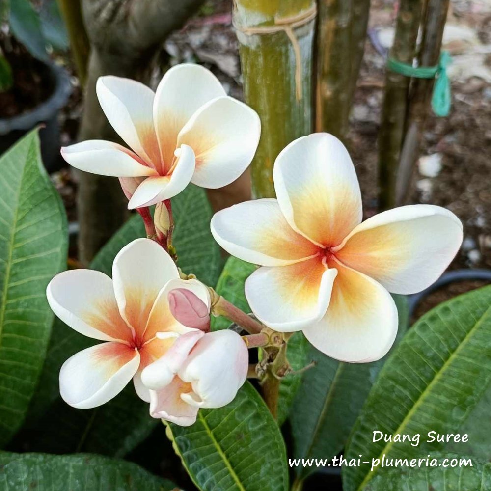 Plumeria plant DUANG SUREE