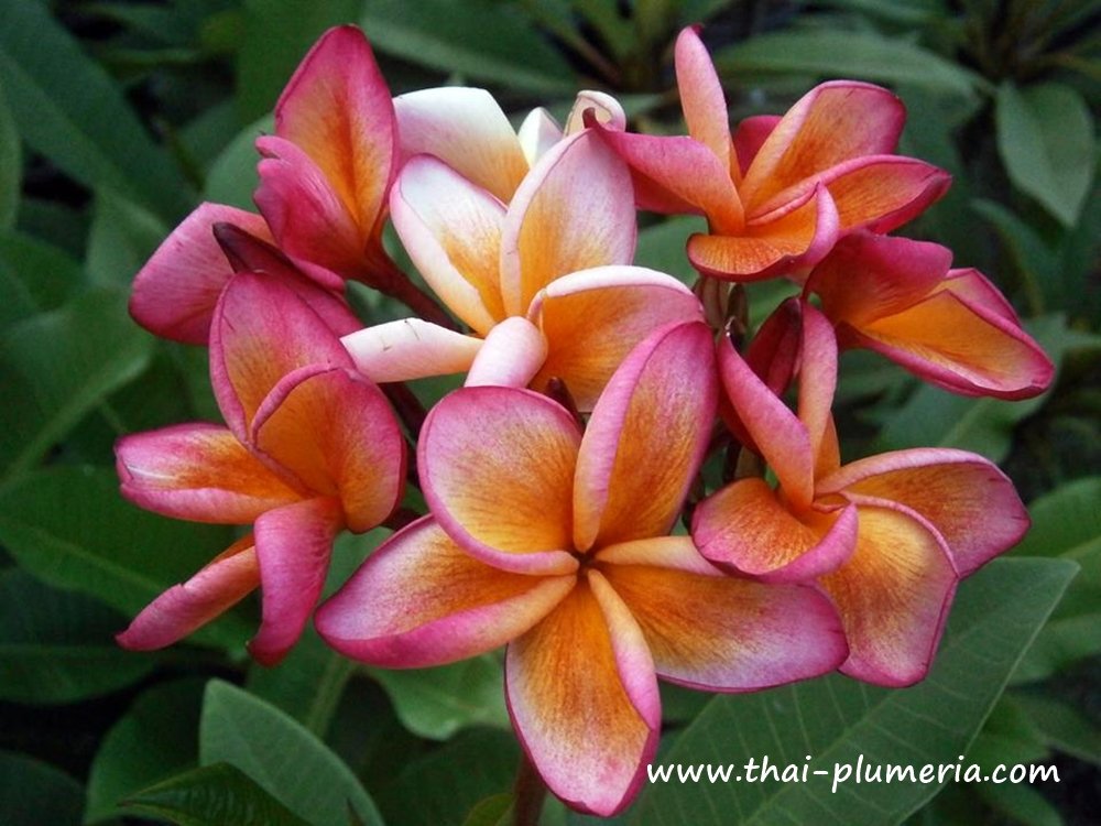 Plumeria FANTASY RAINBOW