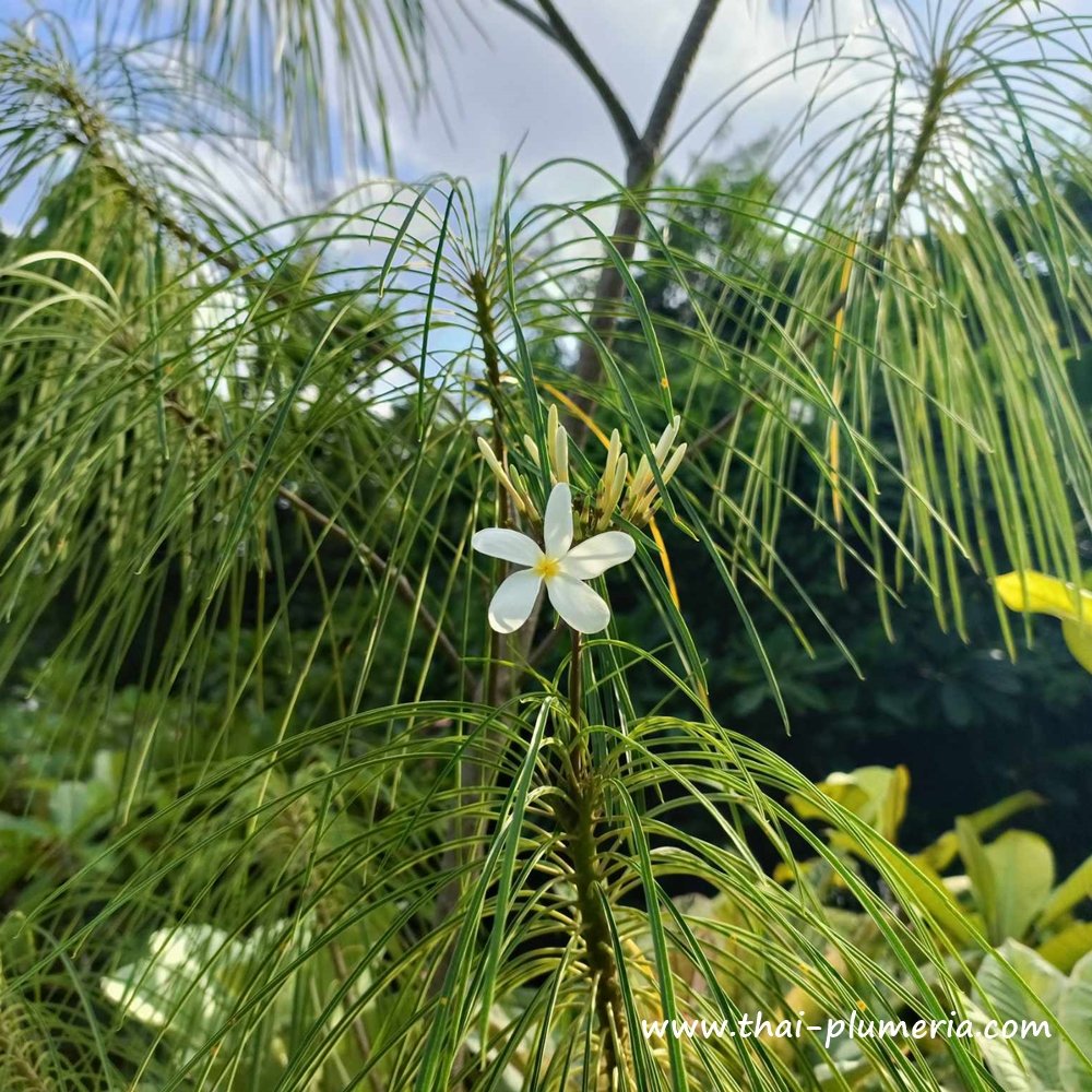 Plumeria plant FILIFOLIA