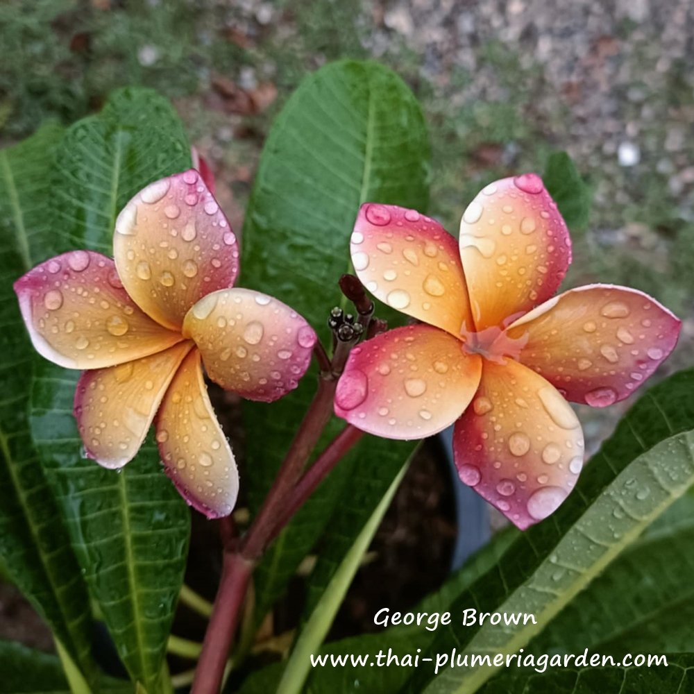 Plumeria plant GEORGE BROWN