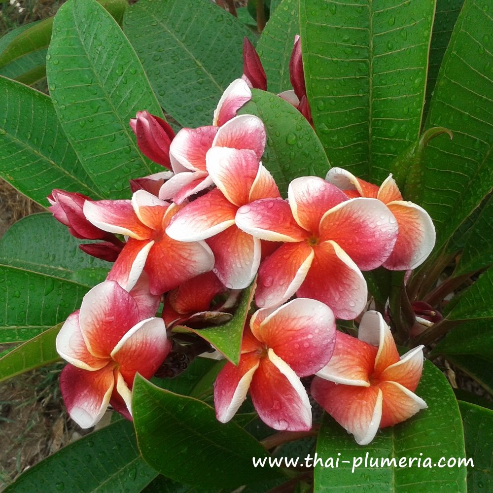 Plumeria J105