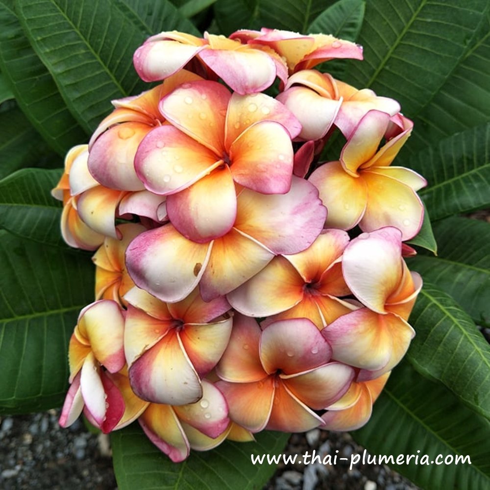 Plumeria plant J4