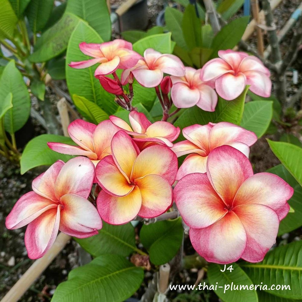 Plumeria plant J4