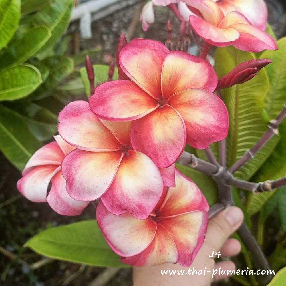 Plumeria plant J4