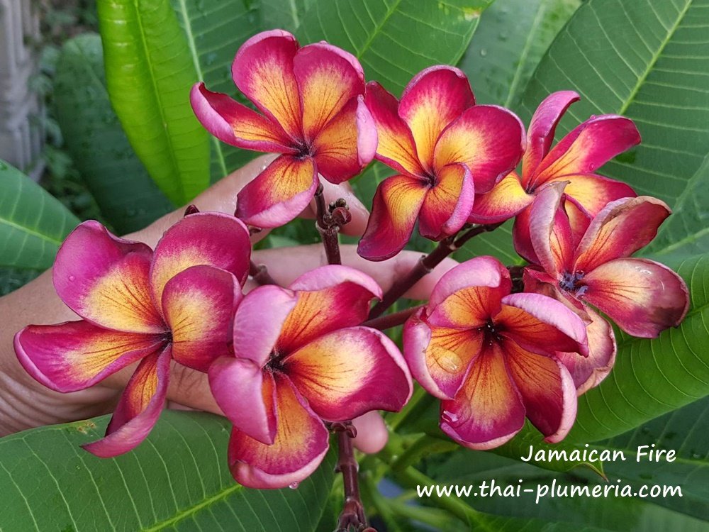 オ*ド様 プルメリア　ジャマイカファイヤー　Plumeria Jamaica f オ*ド様 プルメリア ジャマイカファイヤー Plumeria Jamaica f