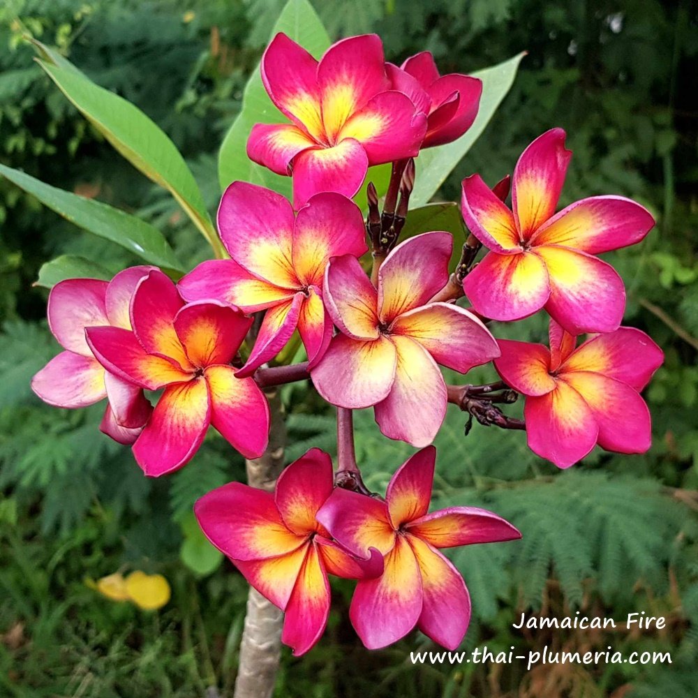 や*へ様 プルメリア　ジャマイカファイヤー　Plumeria Jamaica Jamaican Fire Plumeria