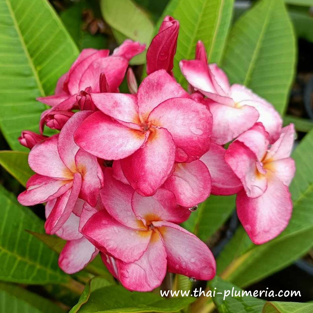 Plumeria plant KASEM DELIGHT