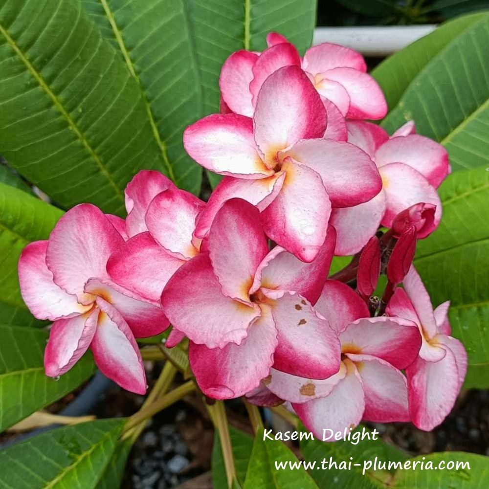 Plumeria Kasem Delight