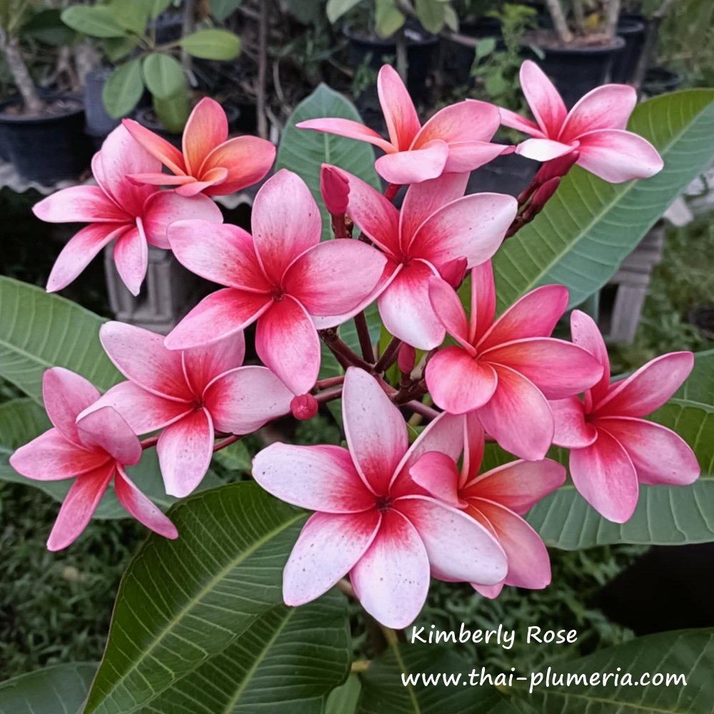 Plumeria seeds KIMBERLY ROSE
