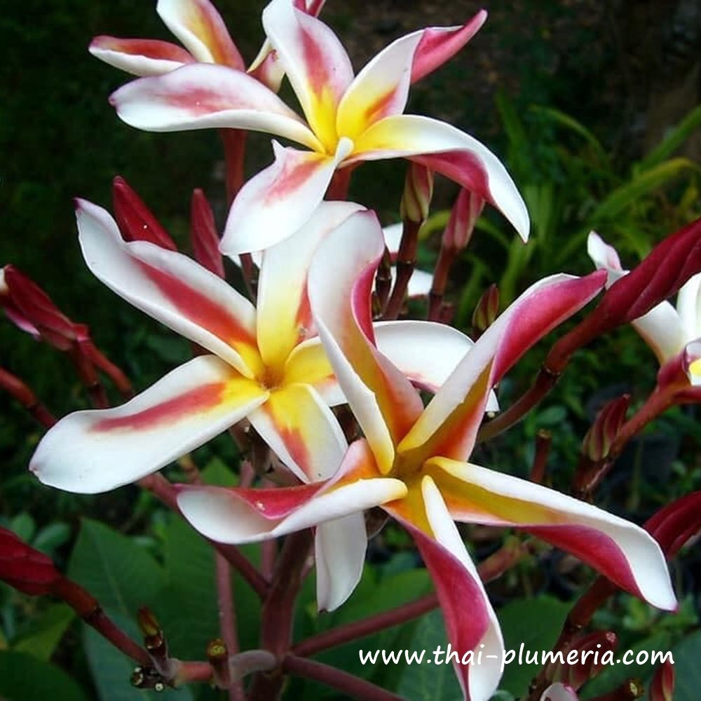 Plumeria MADAME PONI