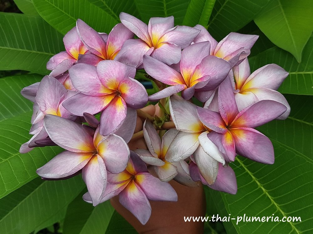 Plumeria MUANG MONTRA