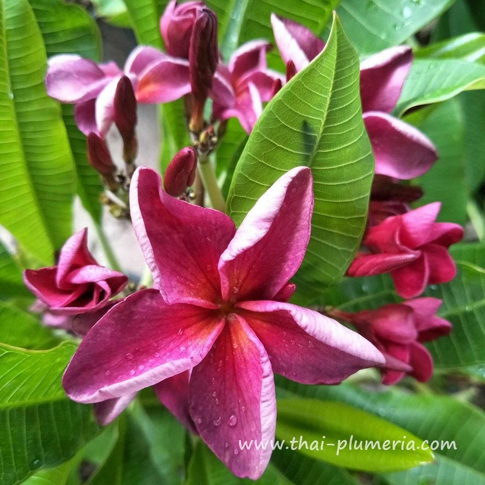 calla lily where to plant Calla Lily | Amazing Colorful Lilies For Indoors Or Outdoors