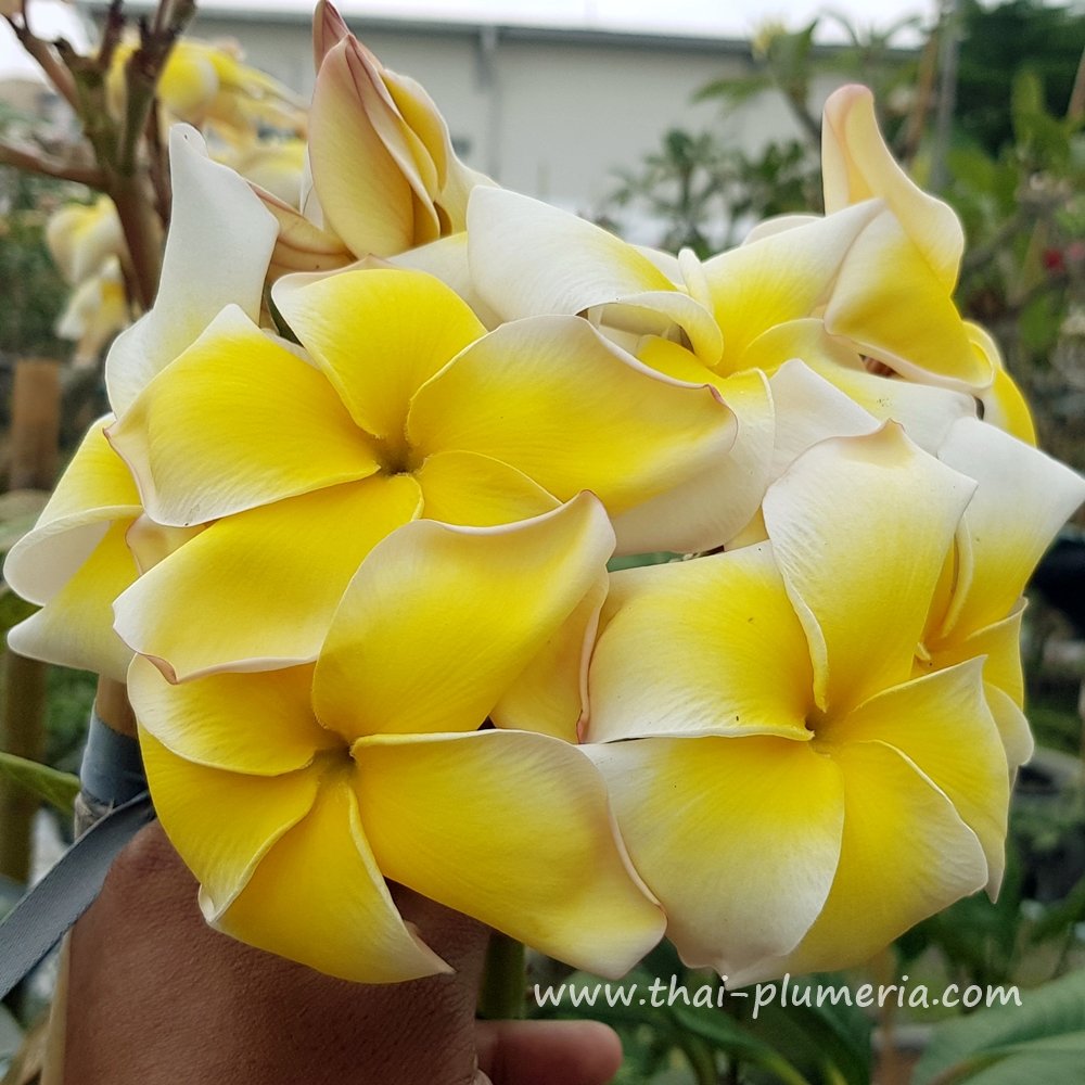 Plumeria plant P8