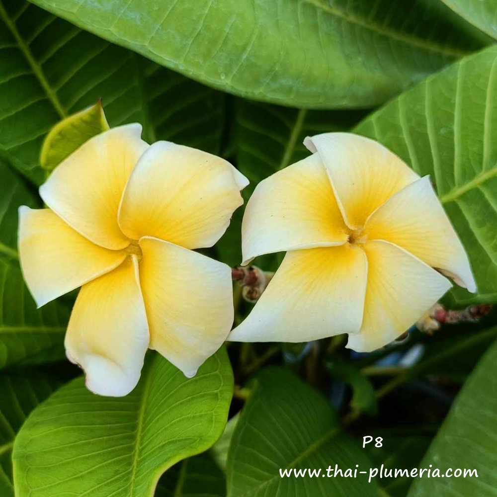 Plumeria plant P8