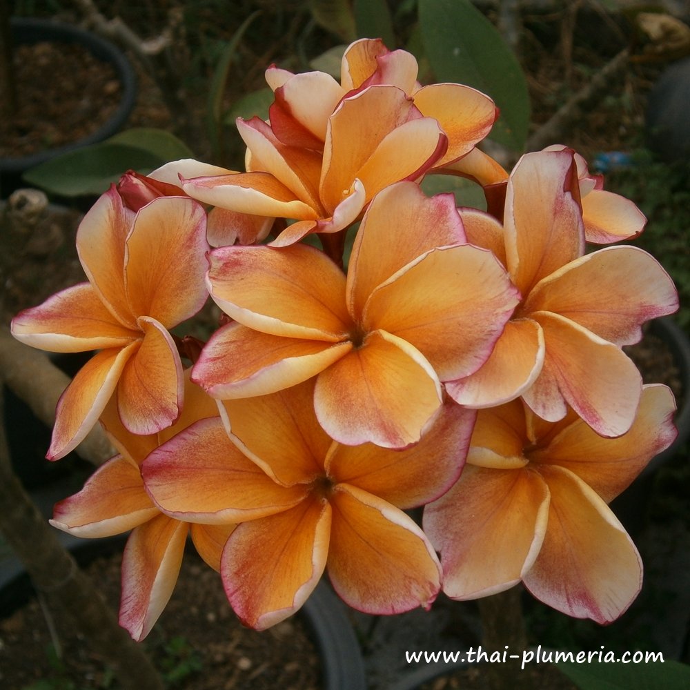 Plumeria plant PENANG PEACH