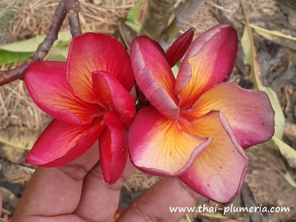 Plumeria plant PURPLE JADE DRAGON