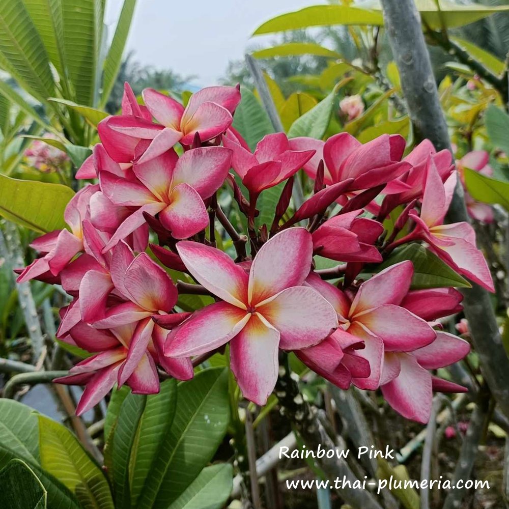 Plumeria plant RAINBOW PINK